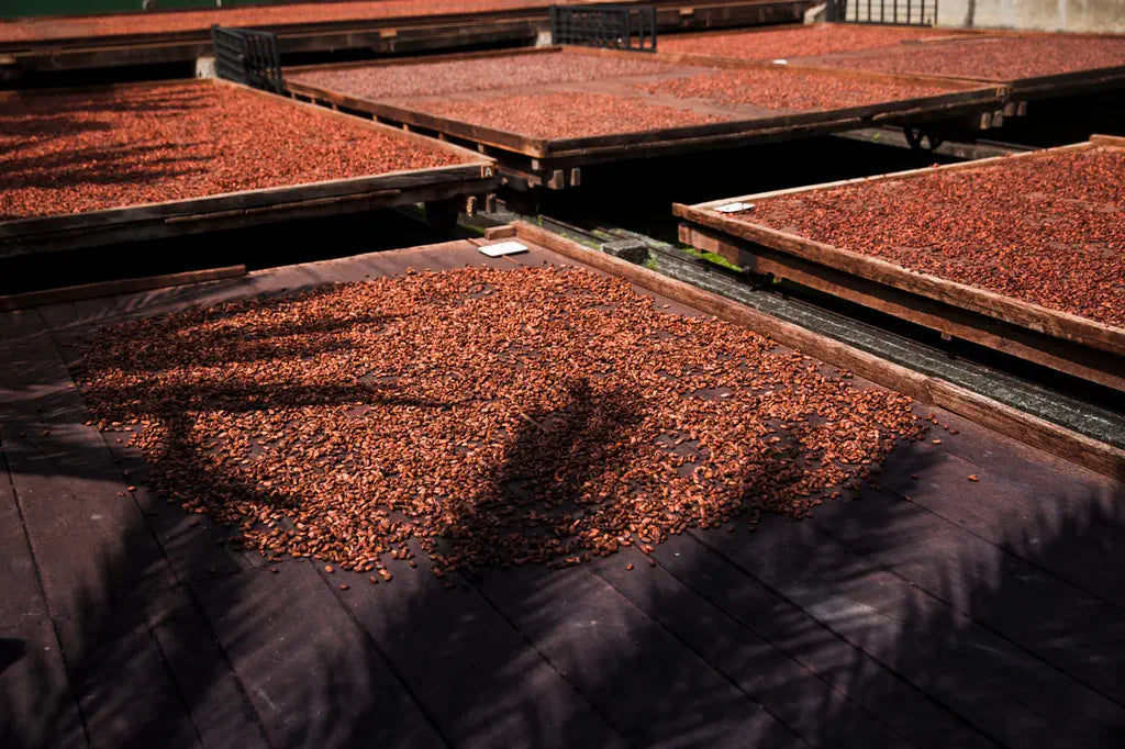 Franceschi cacao drying on trays in Venezuela