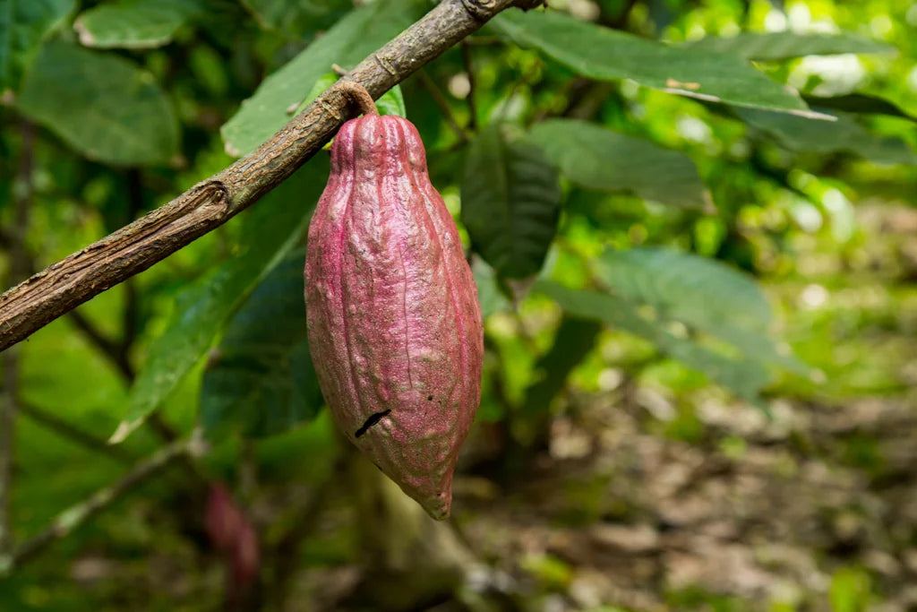 A ripe pink cacao pod hanging from a branch on a Venezuelan plantation