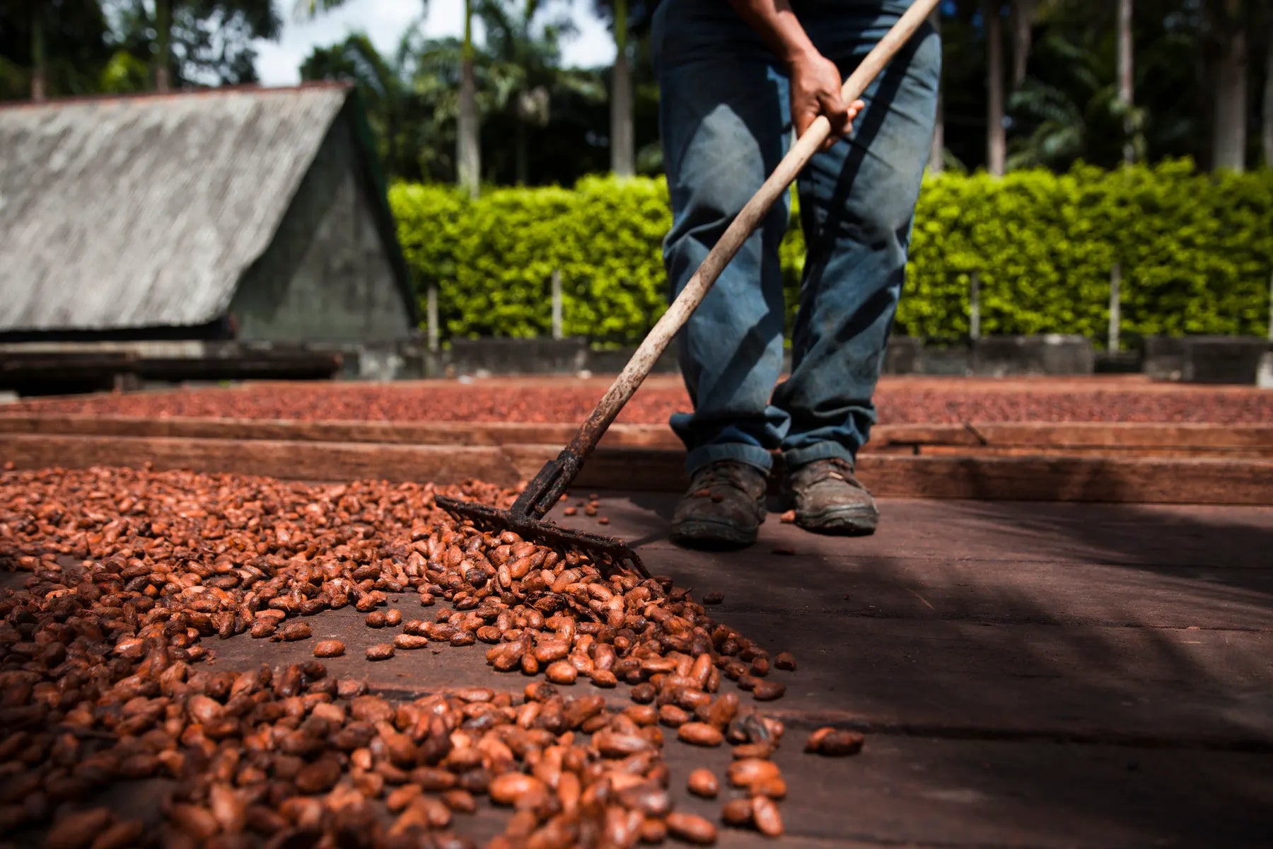 Cacao beans being raked and turned during drying in Venezuela