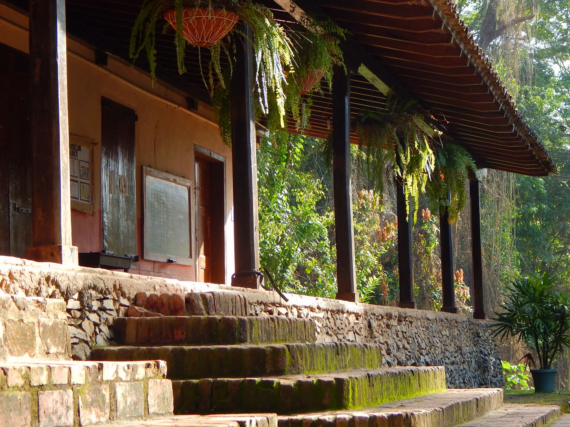 The veranda of a Venezuelan cacao hacienda, hanging ferns and stone steps in low sun