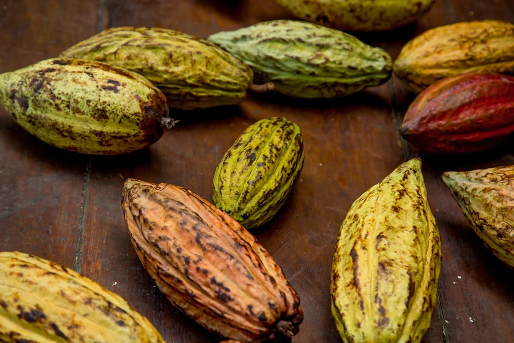 Freshly harvested Venezuelan cacao pods in yellow, green, orange and red on a wooden table