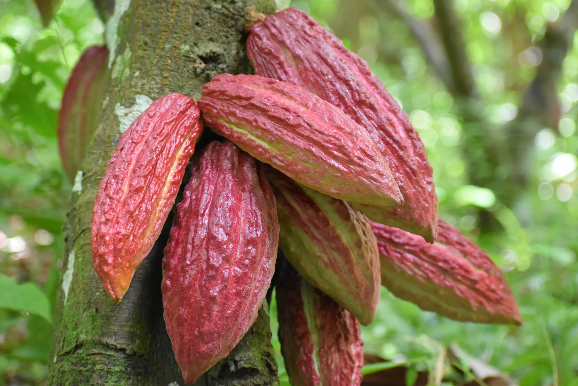 Red and yellow Ocumare 77 cacao pods growing on the trunk